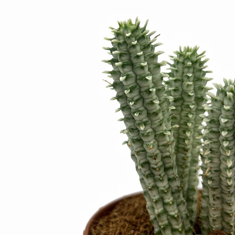 Euphorbia mammillaris f. variegata
