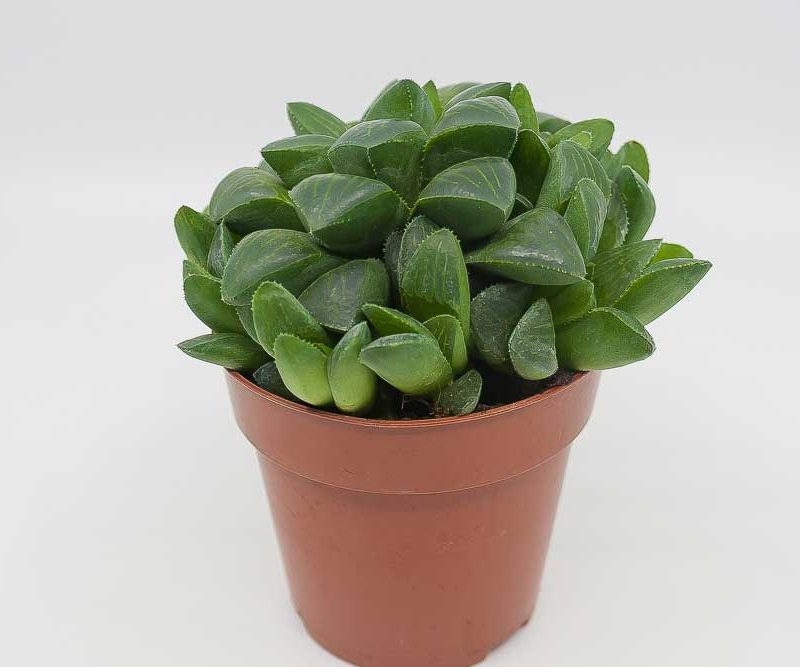 Haworthia retusa var. mutica