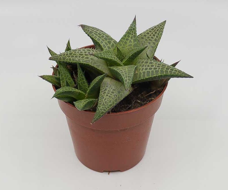 Haworthia venosa