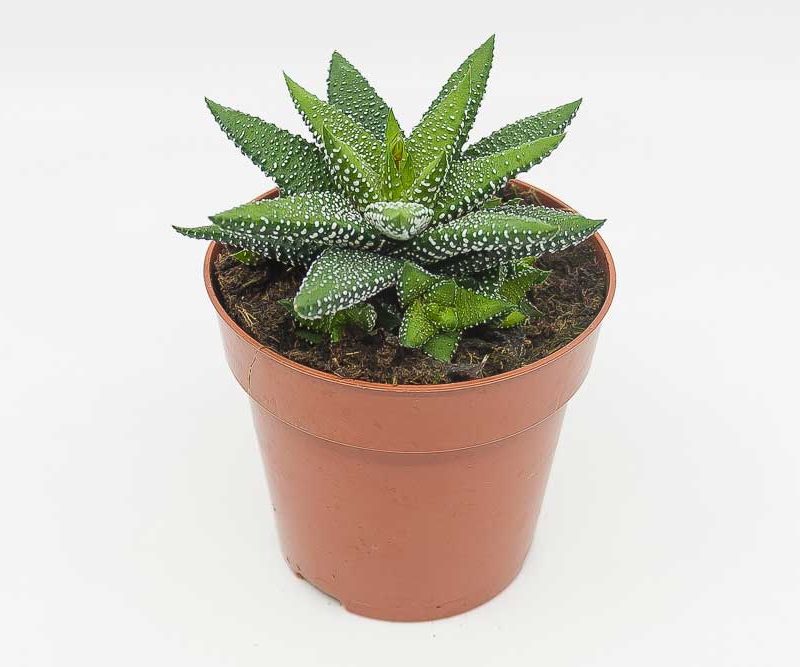 Haworthiopsis attenuata enon