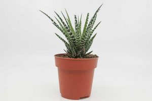 Haworthiopsis attenuata