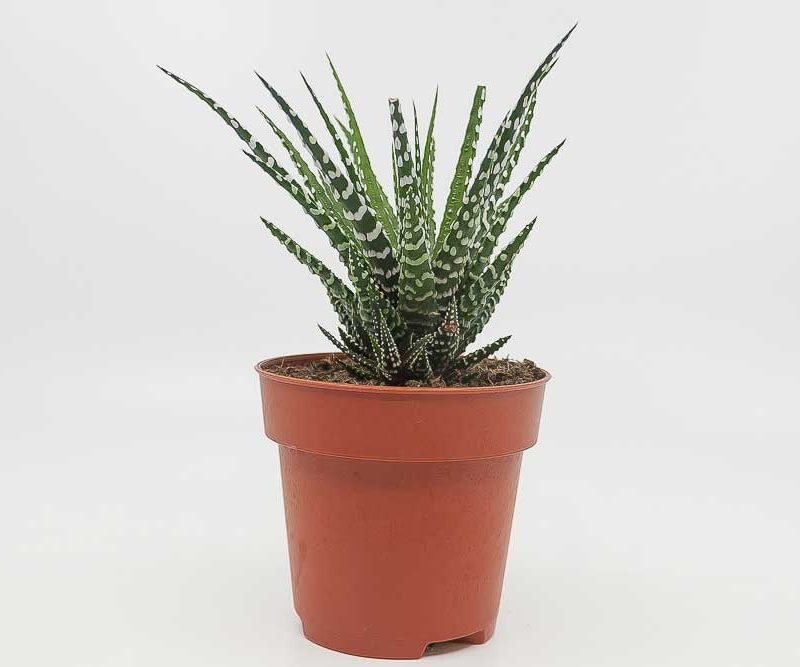 Haworthiopsis attenuata