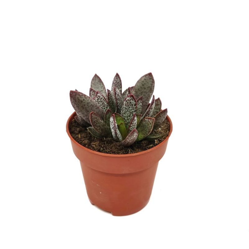 Adromischus trigynus 'Calico hearts'