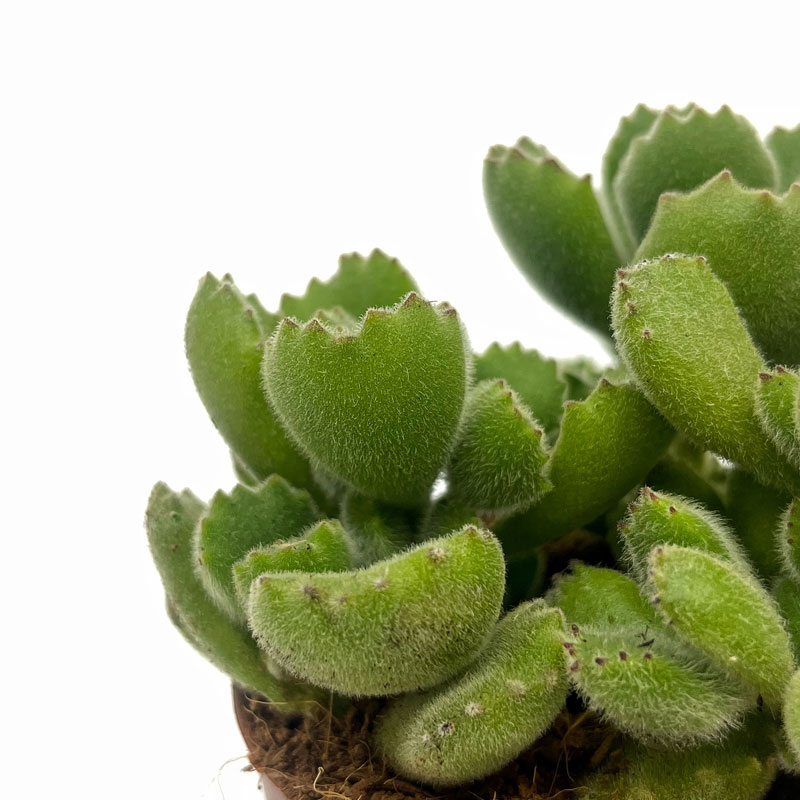 Cotyledon tomentosa