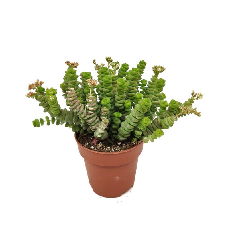 Crassula rupestris subsp. marnieriana