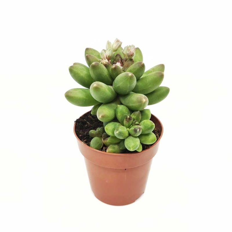 Pachyphytum compactum