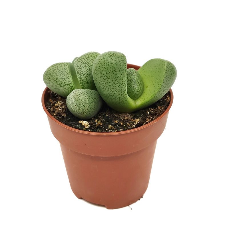 Pleiospilos nelii