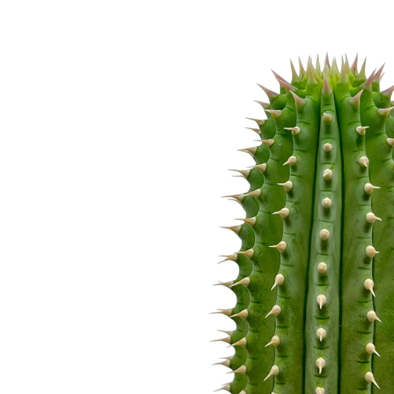 Hoodia gordonii