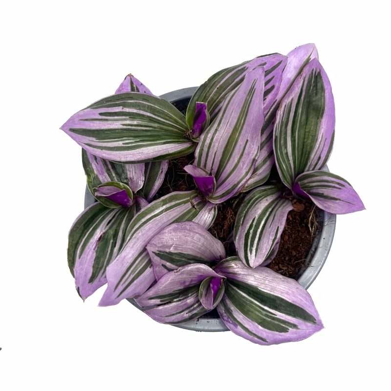 Tradescantia cerinthoides 'Nanouk'