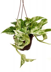 Comprar Epipremnum aureum 'Marble Queen' online