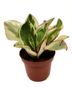 Comprar Peperomia clusiifolia 'Jelly' online
