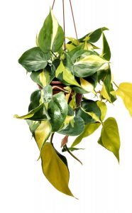 Comprar online Philodendron Scandens Brasil