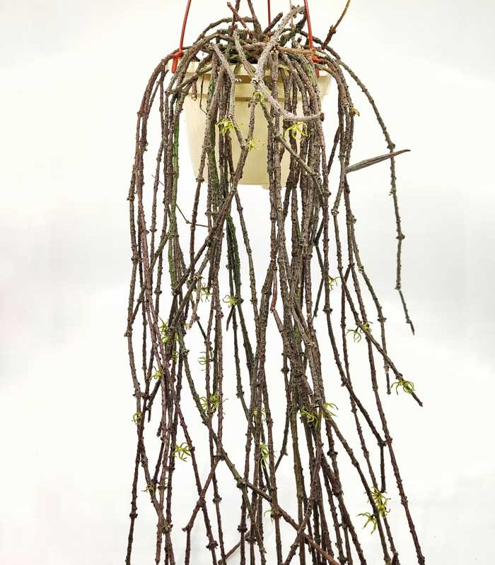Cynanchum marnierianum