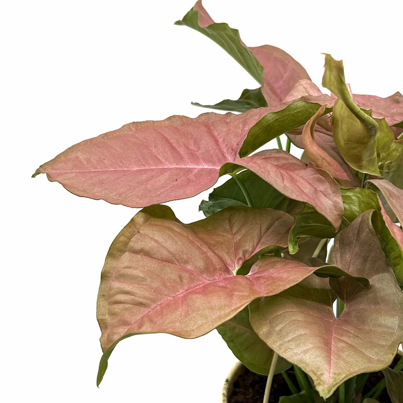Syngonium podophyllum 'Neon Robusta'