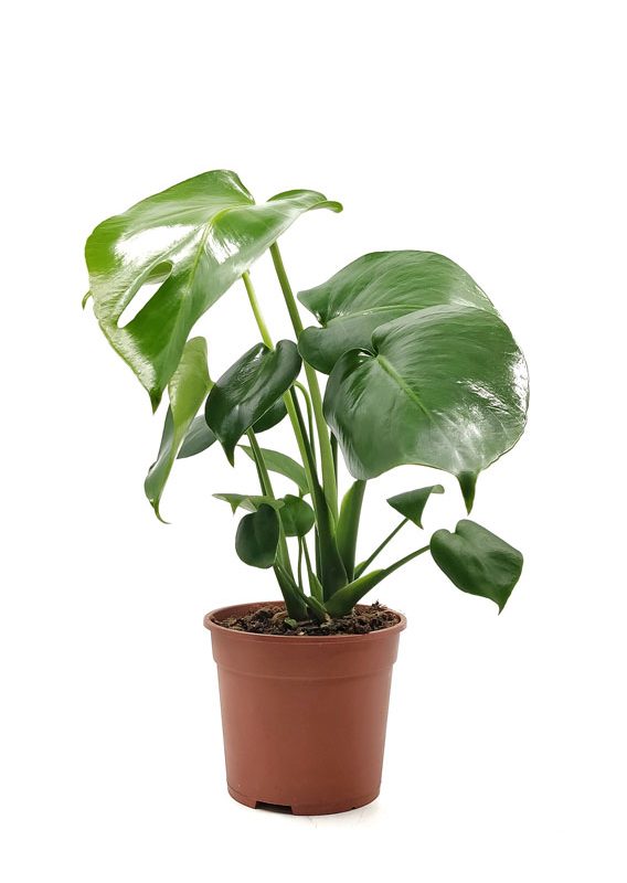 Comprar Monstera deliciosa online