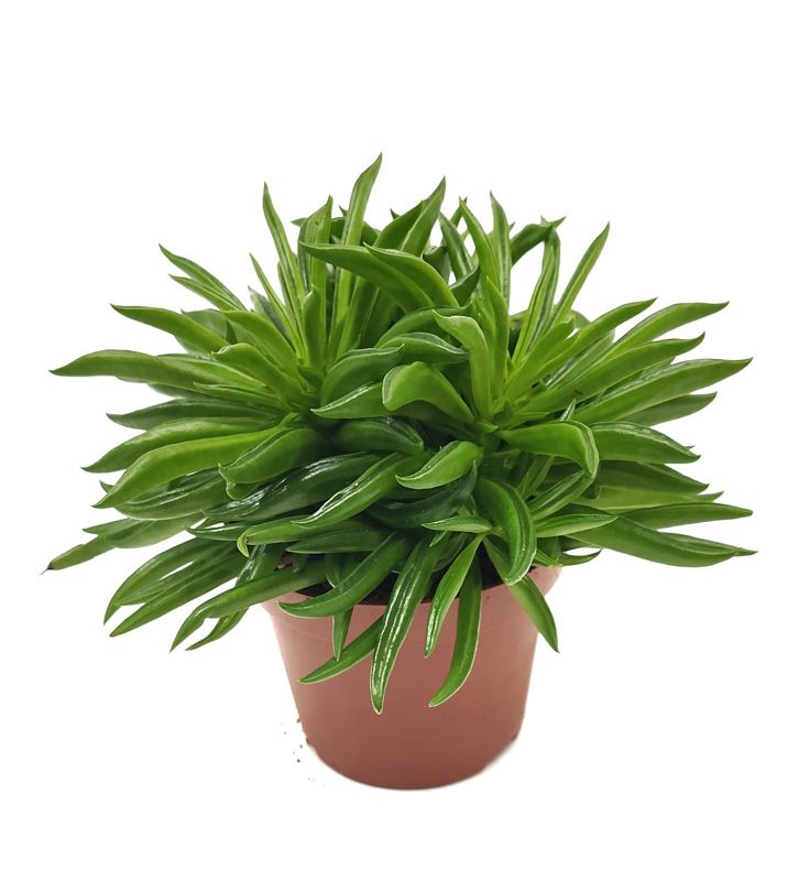 Comprar Peperomia ferreyrae online
