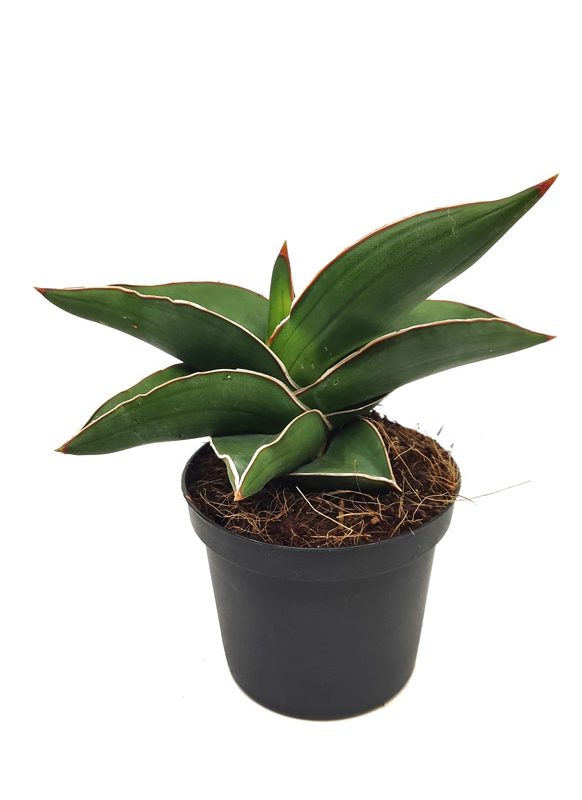 Comprar Sansevieria Samurai online