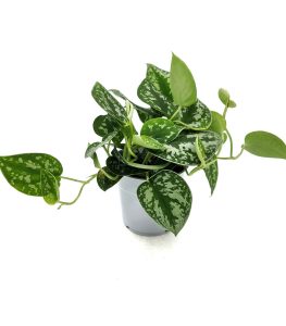 Comprar Scindapsus pictus Argyraeus online