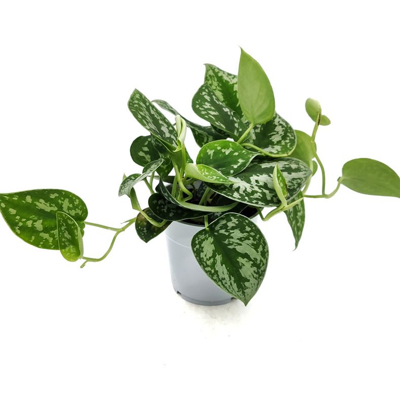 Comprar Scindapsus pictus Argyraeus online