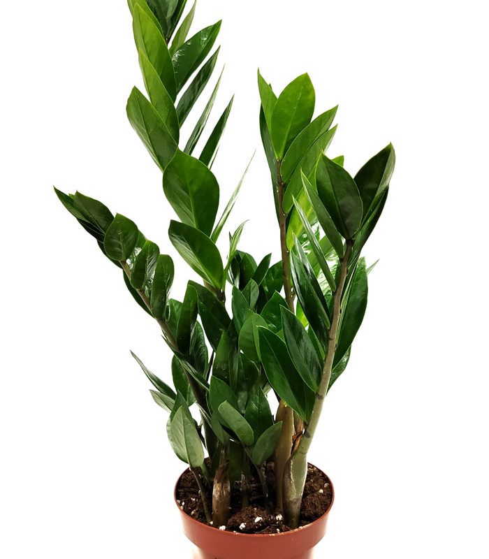 Zamioculcas zamiifolia